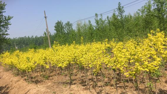 明光市市委书记被88彩企业文化深深感动 | 深入沟通合作空间广阔